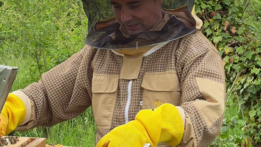 Imker beim Anschauen einer Bienenwabe