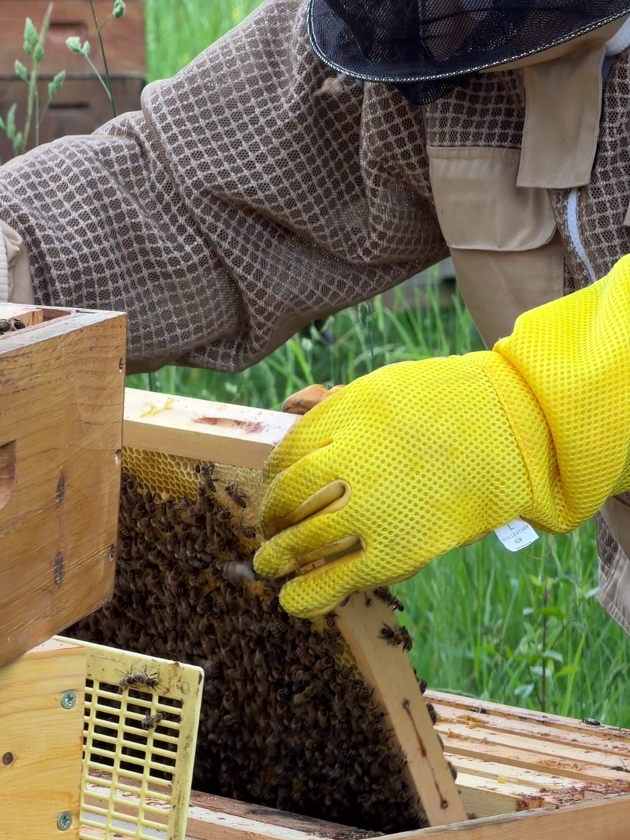 Imker beim Anschauen einer Bienenwabe