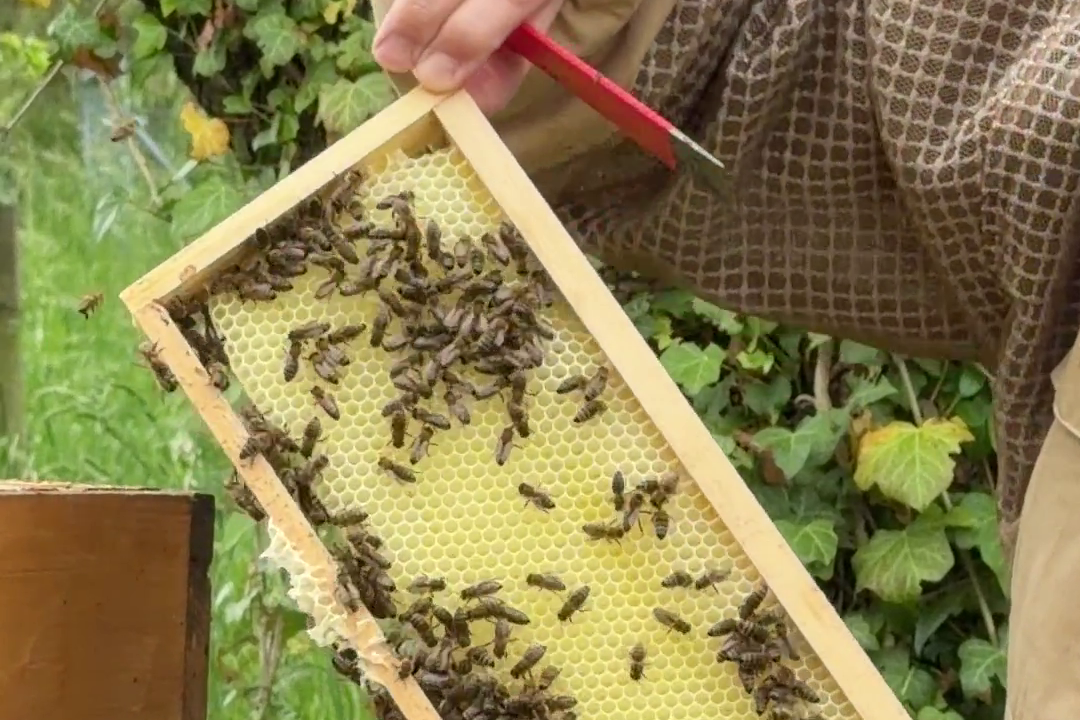 Bienenwabe mit einigen Bienen