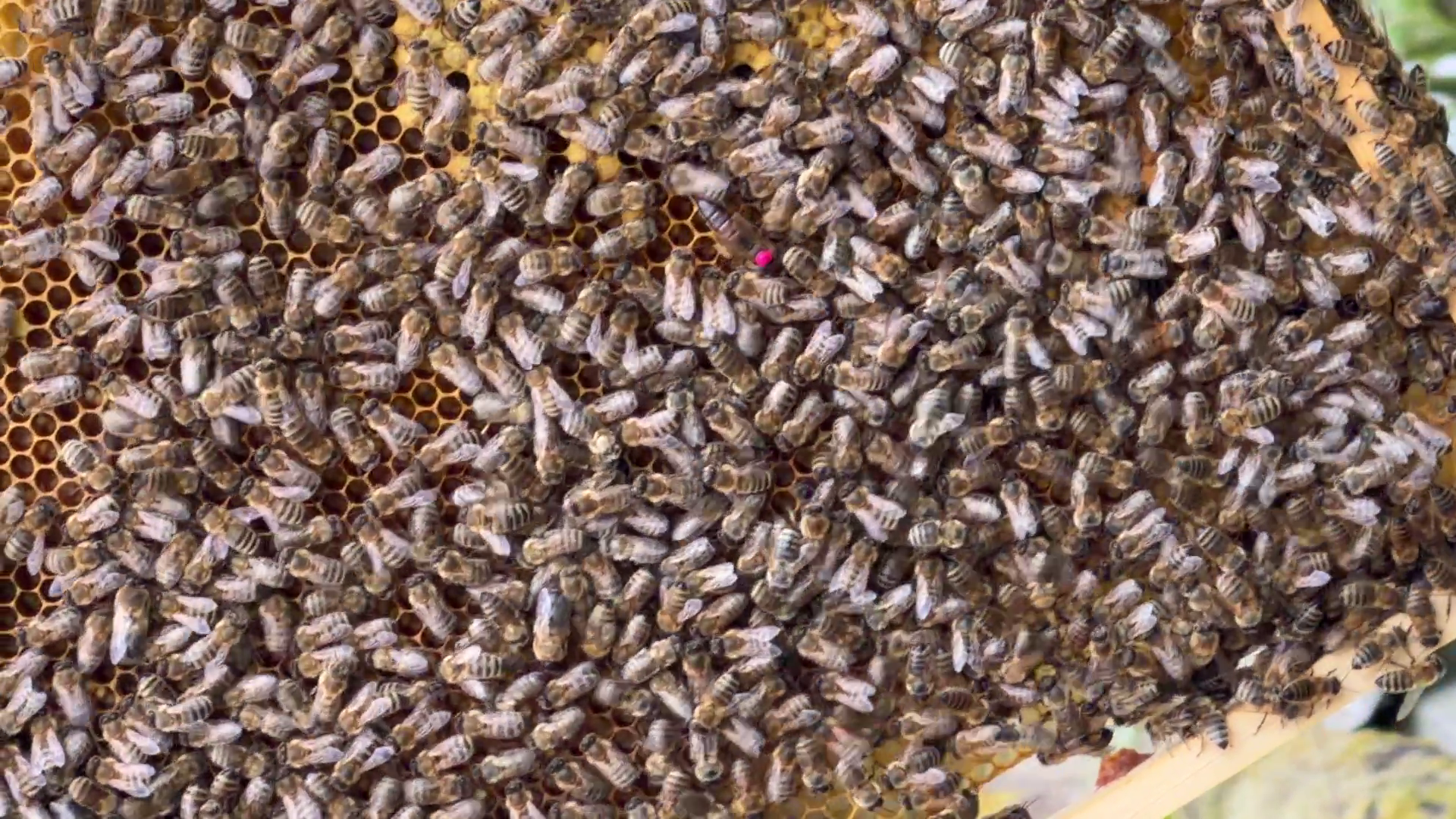 Bienenwabe voller Bienen